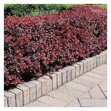 Attēlu rezultāti vaicājumam “Berberis thunbergii”