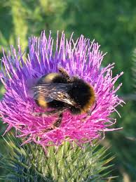 Attēlu rezultāti vaicājumam “Cirsium vulgare flower”
