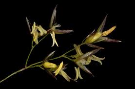 Attēlu rezultāti vaicājumam “Agrostis capillaris”