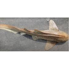 Image result for Stegostoma tigrinum