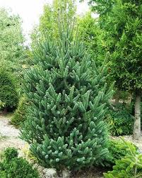 Attēlu rezultāti vaicājumam “Abies”