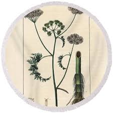 Attēlu rezultāti vaicājumam “Oenanthe aquatica flower”