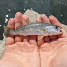 Image result for Catostomus commersonii