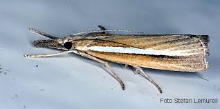 Attēlu rezultāti vaicājumam “Agriphila selasella”