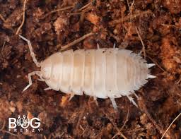 Attēlu rezultāti vaicājumam “Porcellio scaber”