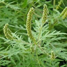Attēlu rezultāti vaicājumam “Ambrosia artemisiifolia bud”