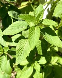 Attēlu rezultāti vaicājumam “Mentha arvensis leaf”