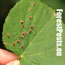 Attēlu rezultāti vaicājumam “Eriophyes tiliae”