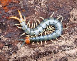 Attēlu rezultāti vaicājumam “Myriapoda”