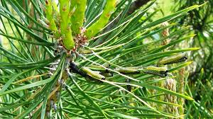 Attēlu rezultāti vaicājumam “Neodiprion sertifer”