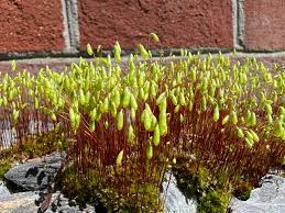 Attēlu rezultāti vaicājumam “Bryum funkii”