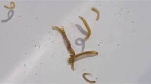 Attēlu rezultāti vaicājumam “Chironomidae larvae”