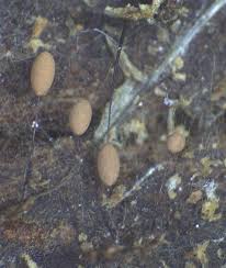 Attēlu rezultāti vaicājumam “Comatricha tenerrima”