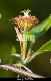 Attēlu rezultāti vaicājumam “Fagus sylvatica male flower”
