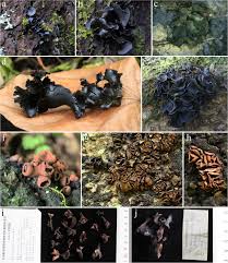 Attēlu rezultāti vaicājumam “Ionomidotis irregularis”