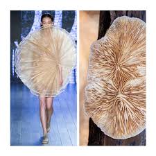 Attēlu rezultāti vaicājumam “Lenzites betulina”