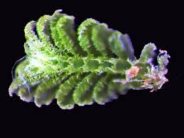 Attēlu rezultāti vaicājumam “Chiloscyphus”