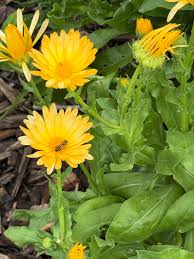 Attēlu rezultāti vaicājumam “Calendula officinalis leaf”
