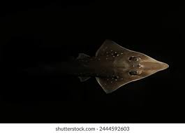 Image result for Rhynchobatus australiae