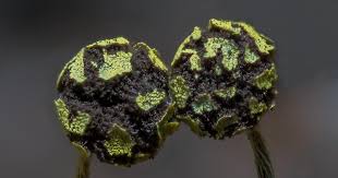 Attēlu rezultāti vaicājumam “Physarum viride”