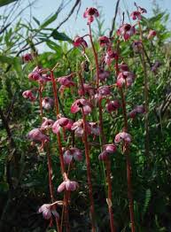 Attēlu rezultāti vaicājumam “Pyrolaceae”
