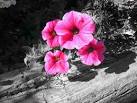 color splash