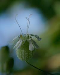 Attēlu rezultāti vaicājumam “Silene vulgaris bud”