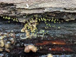 Attēlu rezultāti vaicājumam “Diderma radiatum spores”