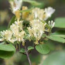 Attēlu rezultāti vaicājumam “Lonicera xylosteum flower”