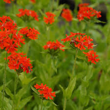 Attēlu rezultāti vaicājumam “Silene chalcedonica flower”