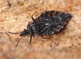 Attēlu rezultāti vaicājumam “Aradus betulae”