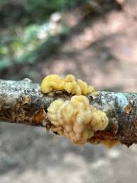 Attēlu rezultāti vaicājumam “Tremella encephala”