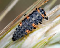 Attēlu rezultāti vaicājumam “Coccinella septempunctata larva”