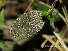 Attēlu rezultāti vaicājumam “Stemonitopsis typhina”