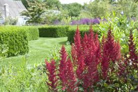 Image result for Astilbe