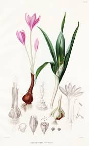 Attēlu rezultāti vaicājumam “Colchicum autumnale”