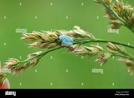 Attēlu rezultāti vaicājumam “Hoplia parvula”