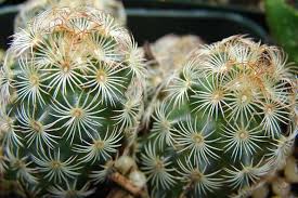 Attēlu rezultāti vaicājumam “Dienerella elongata”