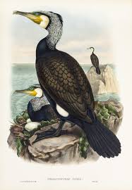 Image result for Phalacrocorax carbo