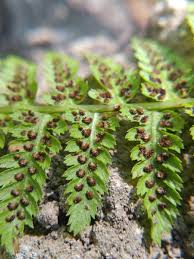 Attēlu rezultāti vaicājumam “Athyrium filix-femina”
