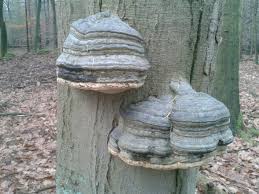 Attēlu rezultāti vaicājumam “Bolitophagus reticulatus imago”