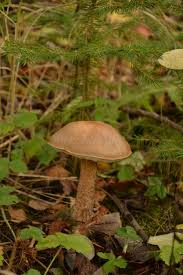 Attēlu rezultāti vaicājumam “Leccinum melaneum”