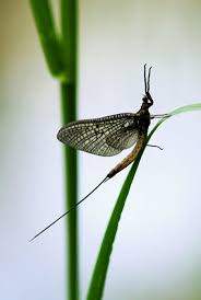 Attēlu rezultāti vaicājumam “Ephemera sp.”