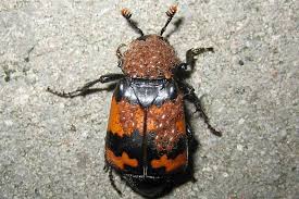 Attēlu rezultāti vaicājumam “Nicrophorus investigator imago”