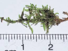 Attēlu rezultāti vaicājumam “Dicranella staphylina”