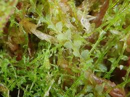 Attēlu rezultāti vaicājumam “Calypogeia”