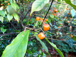 Attēlu rezultāti vaicājumam “Euonymus fruit”