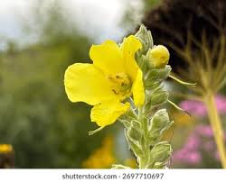 Image result for Verbascum densiflorum