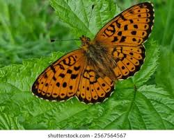 Attēlu rezultāti vaicājumam “Clossiana selene underside”