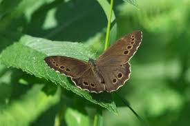 Attēlu rezultāti vaicājumam “Lopinga achine underside”